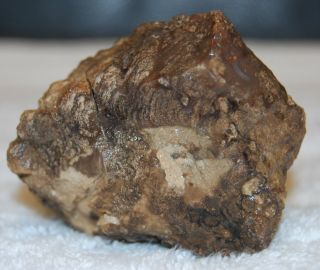 Vintage Specimen Petrified Teredo Worm Wood Stromatolite Fossil Algae 9 oz. 3