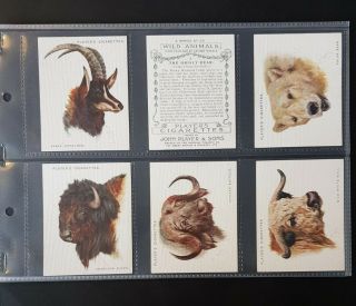 Cigarette Cards - Players - Wild Animals (large) - Full Set 25 - Vg