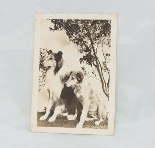 Lassie And Laddie Vintage Photo 3 1/2 " X 5 "