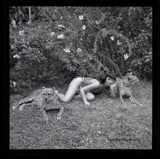 Bettie Page With Cheetahs 1954 Camera Negative Photograph Bunny Yeager Iconic NR 2