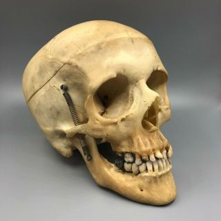 Antique Human Skull Medical Educational Articulated Anatomical Dental