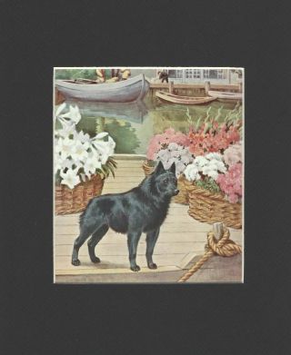 Schipperke - Vintage Color Dog Print - Matted