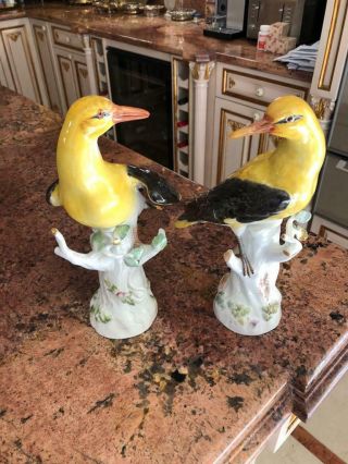 A Good Large 19th C Meissen Yellow And Black Orioles Standing On Flower