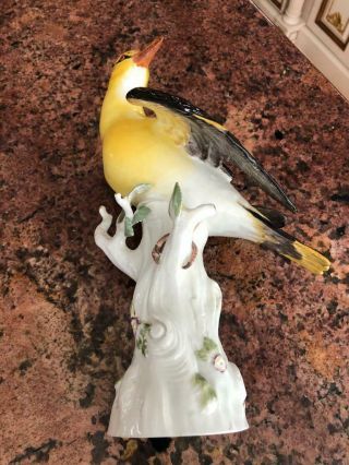 A Good Large 19th C Meissen Yellow And Black Orioles Standing On Flower 2