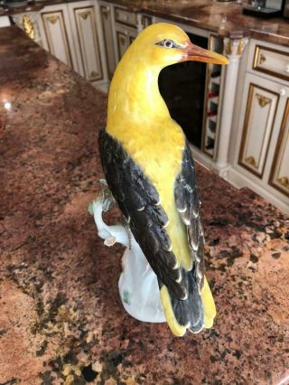 A Good Large 19th C Meissen Yellow And Black Orioles Standing On Flower 4