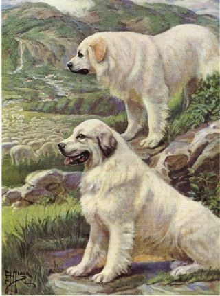 Great Pyrenees - Vintage Color Dog Print - Matted