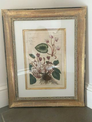 Set Of 4 - 100 Year Old Antique Framed Botanical Prints