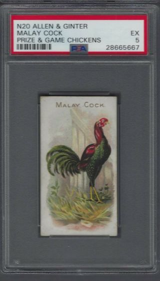 1891 N20 Allen & Ginter Prize & Game Chickens Malay Cock Graded Psa 5