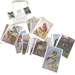 National Audubon Society Winter Bird Cards Vintage Flash Cards Farmhouse Decor