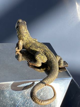 Antique Large Bergman Austrian Cold Painted Bronze Lizard