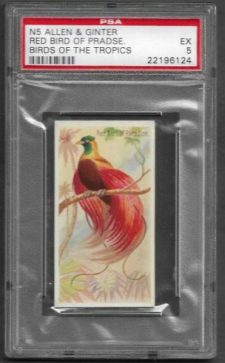 Allen & Ginter N5 - Birds Of The Tropics,  " Red Bird Of Paradise " Psa 5