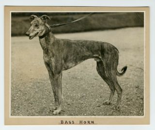 Vintage 1932 Dog Photo Racing Greyhound Bass Horn 255 X 220mm (10 X 8.  5 Inches)
