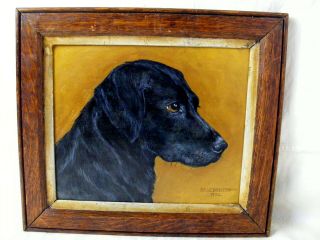 Fine Antique Portrait Of A Labrador Dog 1902