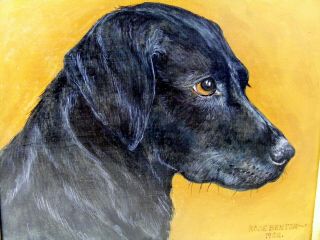 Fine Antique Portrait of a Labrador Dog 1902 2