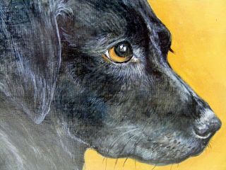 Fine Antique Portrait of a Labrador Dog 1902 3