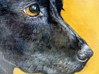 Fine Antique Portrait of a Labrador Dog 1902 4