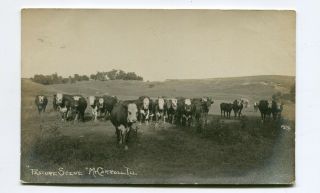Vintage Postcard Mt Carroll Il Pasture Scene Cows Rppc