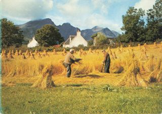 Rare Vintage Postcard - Cutting The Corn At Torrin - Isle Of Skye,  Scotland.