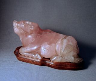 Large Chinese Hardstone Rose Quartz Carving Of An Ox 1900 Not Jade