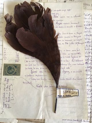 Vintage /antique Brown Birdlike Feather Millinery Trim
