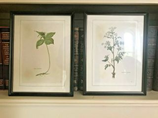 Set 2 Vintage Botanical Framed Picture Prints,  Decorator - Made Pair,  Look