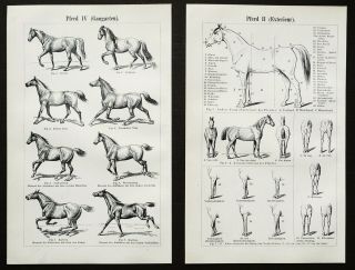 1897 Set Of 2 Antique Prints Of Horses.  Anatomy Of Horse.  Riding.  123 Years Old.