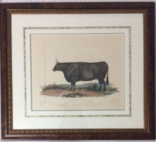 Antique English Cow And Bull Engraving By G.  Garrard Hand Colored