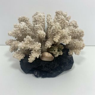 Vintage Hawaii Souvenir White Coral Reef On Black Lava Rock With Shell 5”x7”