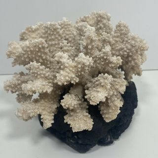 Vintage Hawaii Souvenir White Coral Reef On Black Lava Rock With Shell 5”x7” 3