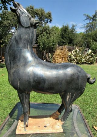 Fine Antique Chinese Tang Pottery Glazed Horse Ceramic Statue Figure 27 " Tall