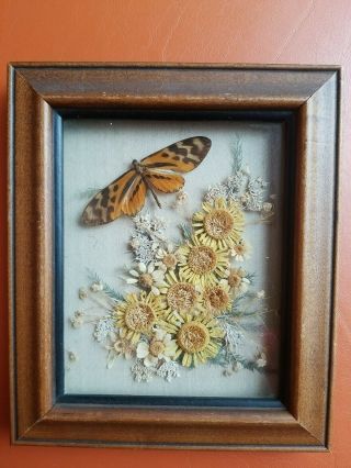 Vintage Dried Pressed Natural Flower Moth Floral Framed Picture 5 " X 7 "