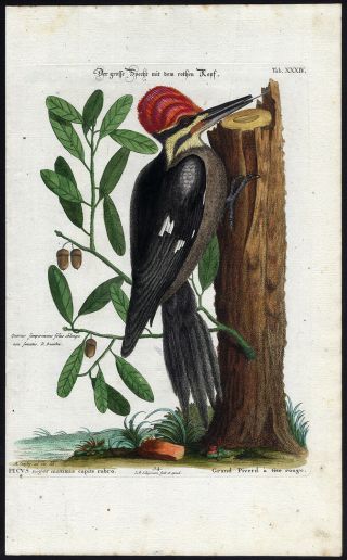 Antique Print - Large Red Headed Woodpecker - Xxxiv - Seligmann - Edwards - 1768