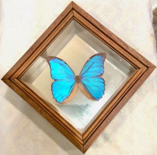 Vintage Large Blue Morpho Didius Butterfly Glass Shadow Box Wood Frame Rare