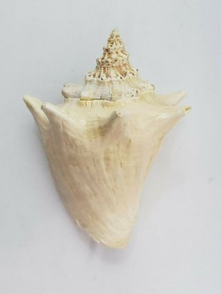 Vintage Queen Conch Pink Strombus Lobatus Gigas Shell Nautical Beach Decor 9.  4oz