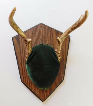 Deer Antlers Whitetail 4 Point Buck Mounted Wood Plaque Green Taxidermy Vintage