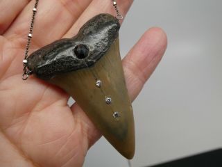 Vintage Megalodon Fossil Shark Tooth Set With Four Diamonds 925 Chain Necklace 4