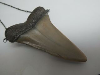 Vintage Megalodon Fossil Shark Tooth Set With Four Diamonds 925 Chain Necklace 6