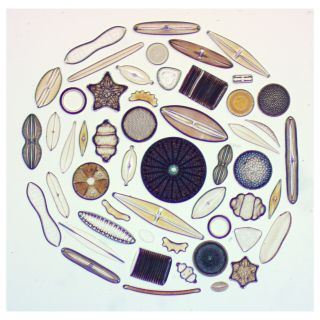50 Specimen Exhibition Diatom Circle Microscope Slide By Klaus D.  Kemp
