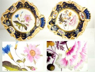 Bd Pair Antique English Regency Period Porcelain Botanical Dessert Dishes