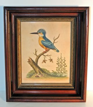 C.  1745 George Edwards Engraving " The Crested Kingfisher " In Antique Frame