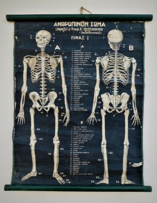 Antique Vintage Pull Down Chart Human Anatomy Skeleton Bones Greek Text Medical