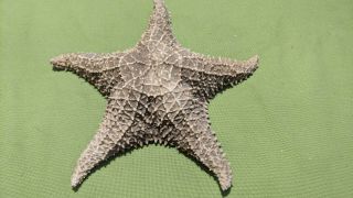Vintage Real Dried Starfish Specimen Large 11”