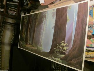 Serenity By Paul Detletsen 1964 - - 25” X 60” In Old Growth Redwoods Big Litho