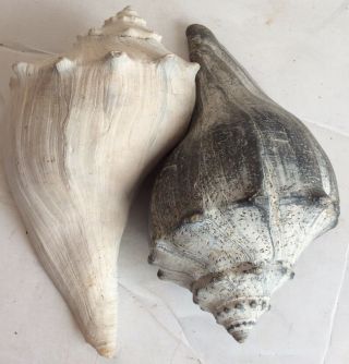 Vintage Set Of 2 Large Conch Sea Shell,  Beach Seaside Nautical Decor