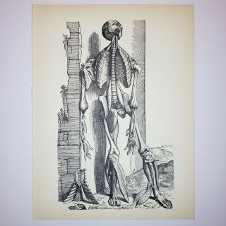 1950 Vintage Andreas Vesalius Print - Muscular System Leaning Against Wall