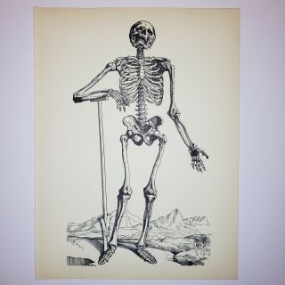 1950 Vintage Andreas Vesalius Print - Anterior View Of The Skeleton - Anatomy