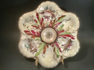 Antique Shells And Seaweed Oyster Plate C.  1800 