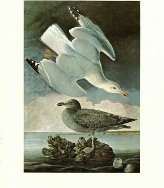 John James Audubon Painting: Herring Gull - Vtg 1966 Bookplate Bird Art Print