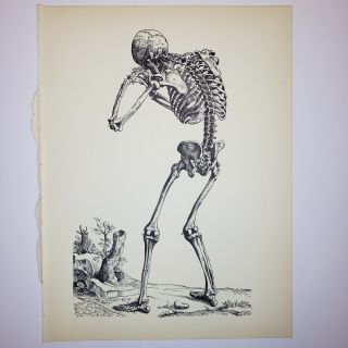 1950 Vintage Andreas Vesalius Print - Posterior View Of The Skeleton - Anatomy