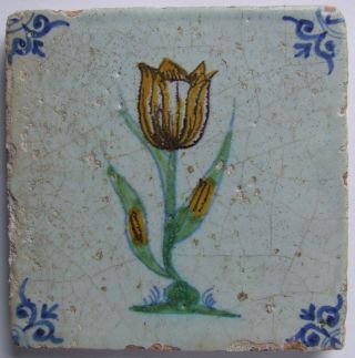 Dutch Delft Tile With A Tulip 17th C.